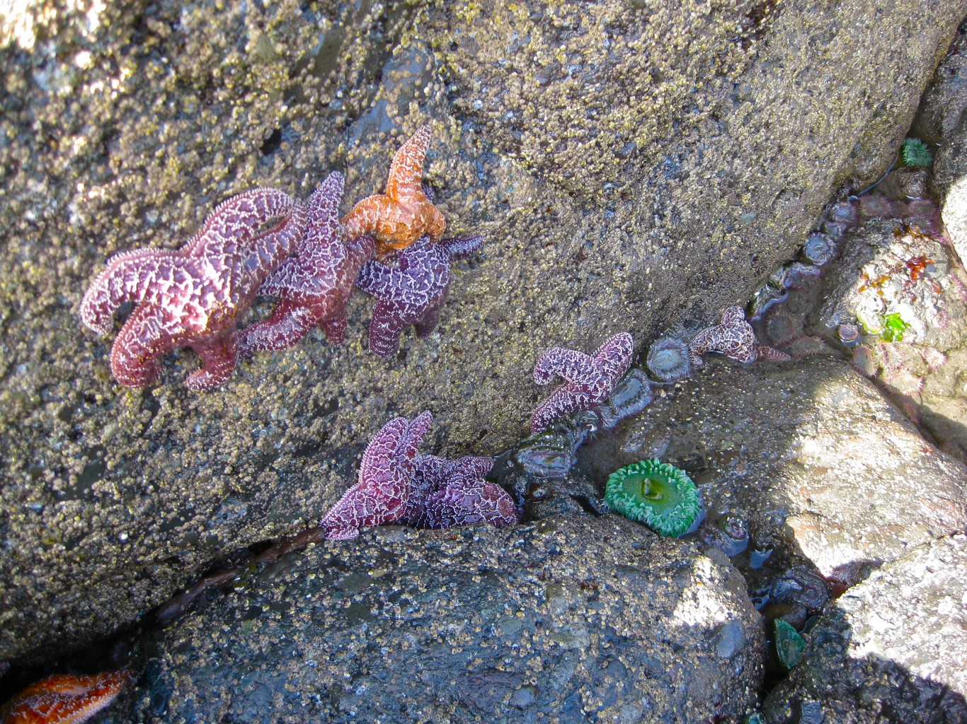 Ruby Beach Tide Chart