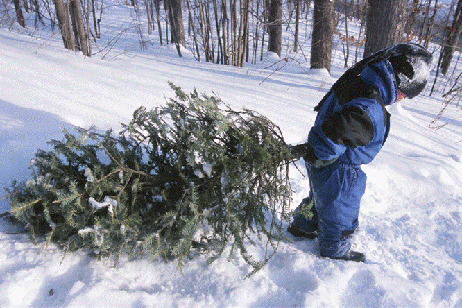 cut down your christmas tree in the national forest cut down your christmas tree in the national forest