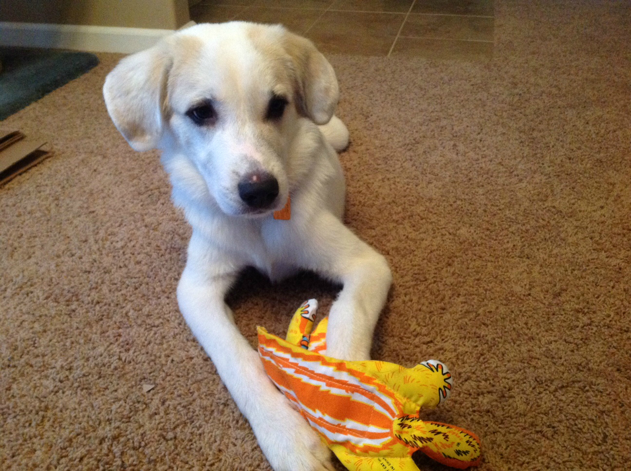 puppy fostering silvester puppy fostering is easy way to save a graysharbortalk puppy fostering silvester puppy fostering is easy way to save a graysharbortalk