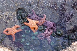 grays harbor tide pools