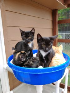 North beach Paws kitten adoption
