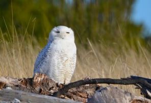 snowy owls