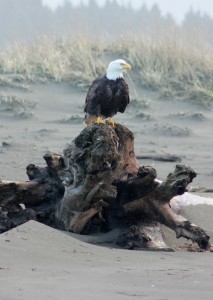 coastal raptors research