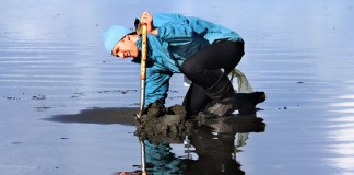 razor clam dig