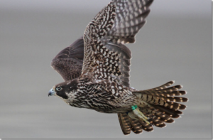 A juvenile female Peregrine Falcon takes flight. Photo credit: Tom Rowley