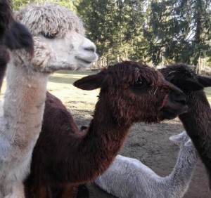 new moon alpaca