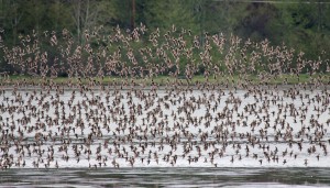 grays harbor summer