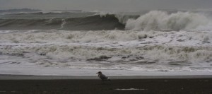 pacific beach washington