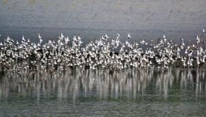 shorebirds with water reflection
