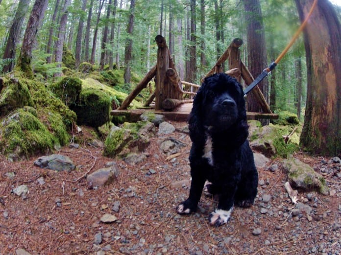 dog hike grays harbor