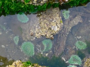 tide pools beach