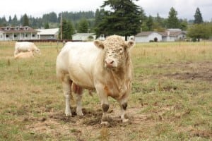 grays harbor fair