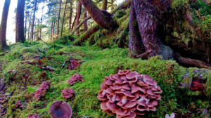 Workshop: Mushroom Hunting for Beginners @ Amanda Park Timberland Regional Library | Amanda Park | Washington | United States