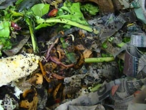 Composting with Worms @ Aberdeen Timberland Library | Aberdeen | Washington | United States