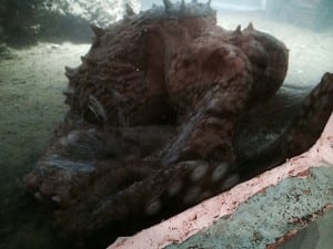 The Giant Pacific octopus, the world's largest octopus, is native to the coastal water of the North Pacific.  