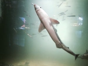 Aquarium visitors conquer their fear of sharks peering through the shark tank glass at the Westport Aquarium. 