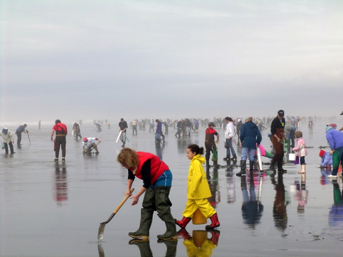 razor clam razor clam dig