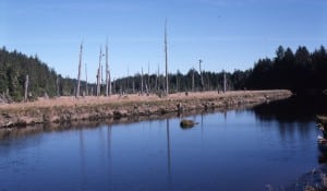 ghost forest