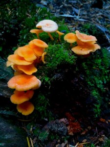 mushroom hunting aberdeen