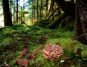 mushroom hunting aberdeen.