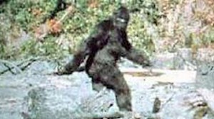 sasquatch video