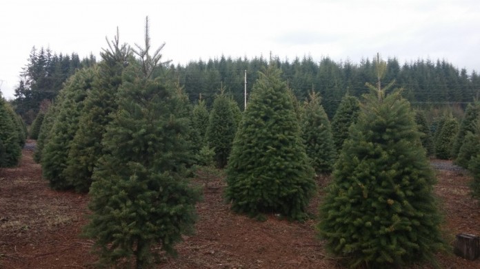 christmas trees grays harbor