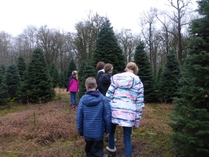 You can visit Hedlund Tress in Brady and cut down a tree to display in your own home this holiday season.