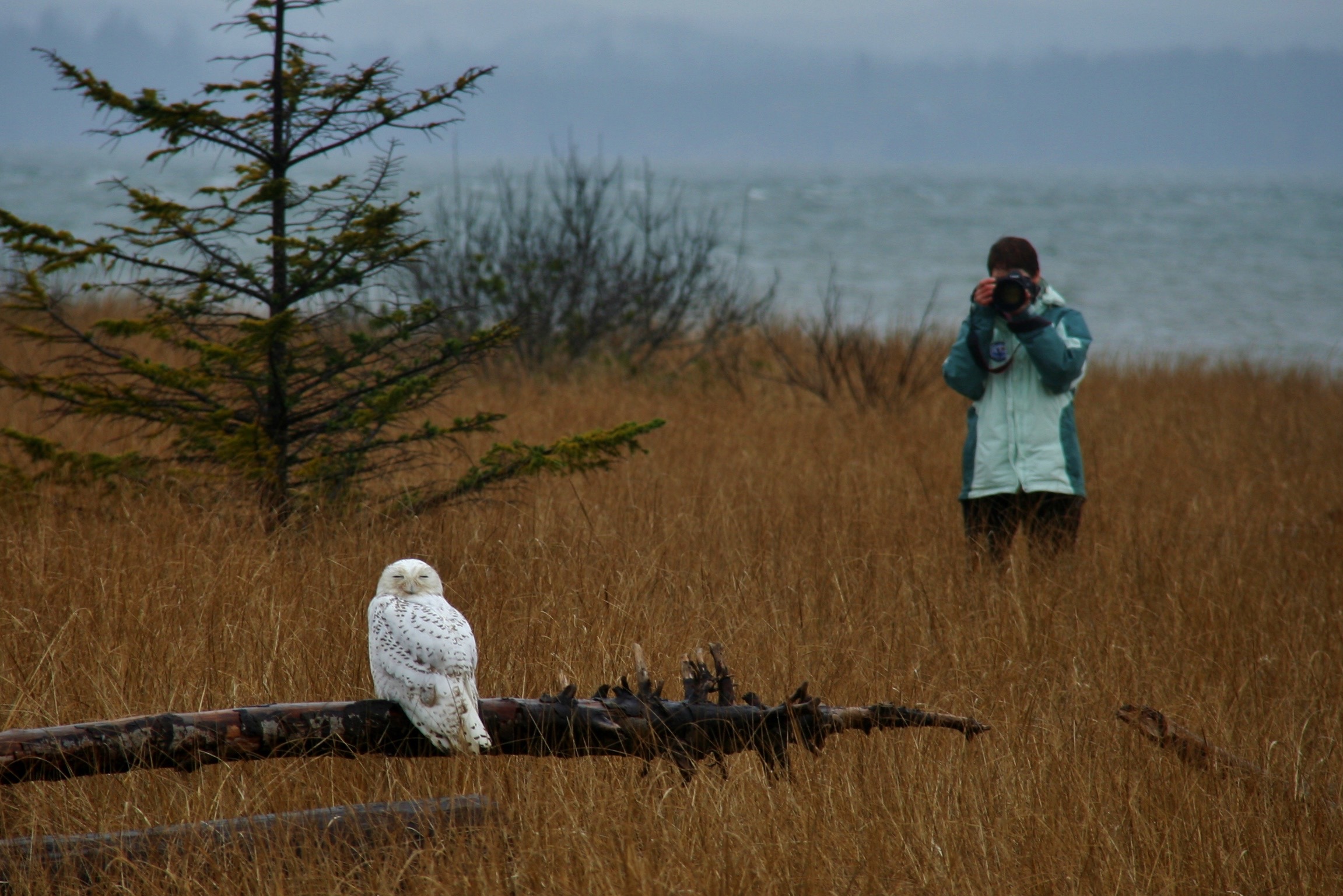Where are the Snowy Owls GraysHarborTalk
