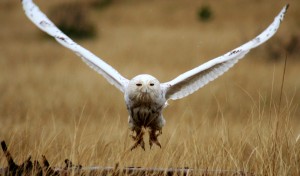 snowy owl