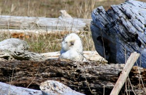 snowy owl
