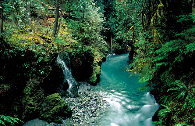 Waterfall at Quinault Rainforest.