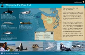 whale watching washington