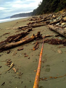 beachcombing washington