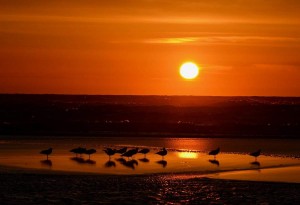 grays harbor shorebird festival