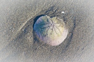 Sand and Sawdust Festival @ Ocean Shores Convention Center | Ocean Shores | Washington | United States