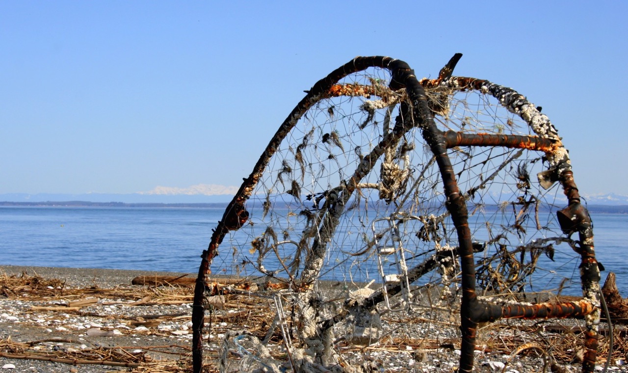 Comb the Beaches of Grays Harbor County - GraysHarborTalk