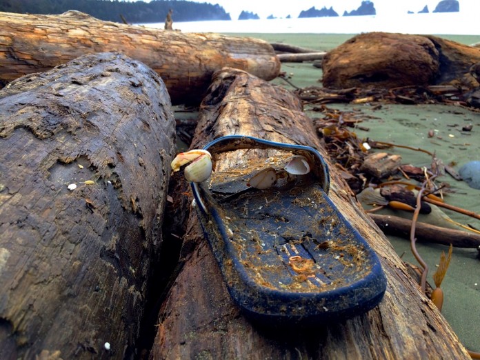 beachcombing beachcombing washington