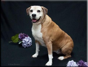 myrtle adopt a pet dog of the week