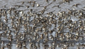 grays harbor shorebird festival