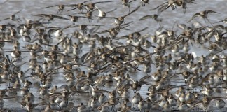grays harbor shorebird festival