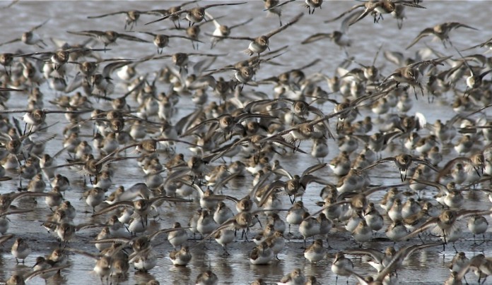 grays harbor shorebird festival