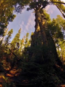 Quinault Cedar. Image by Doug Scott