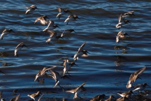 grays harbor shorebird festival