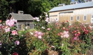 polson rose garden