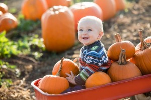 pumpkin patch grays harbor