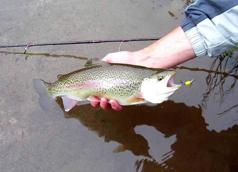 Fishing for RAINBOW TROUT from shore (Washington State) 