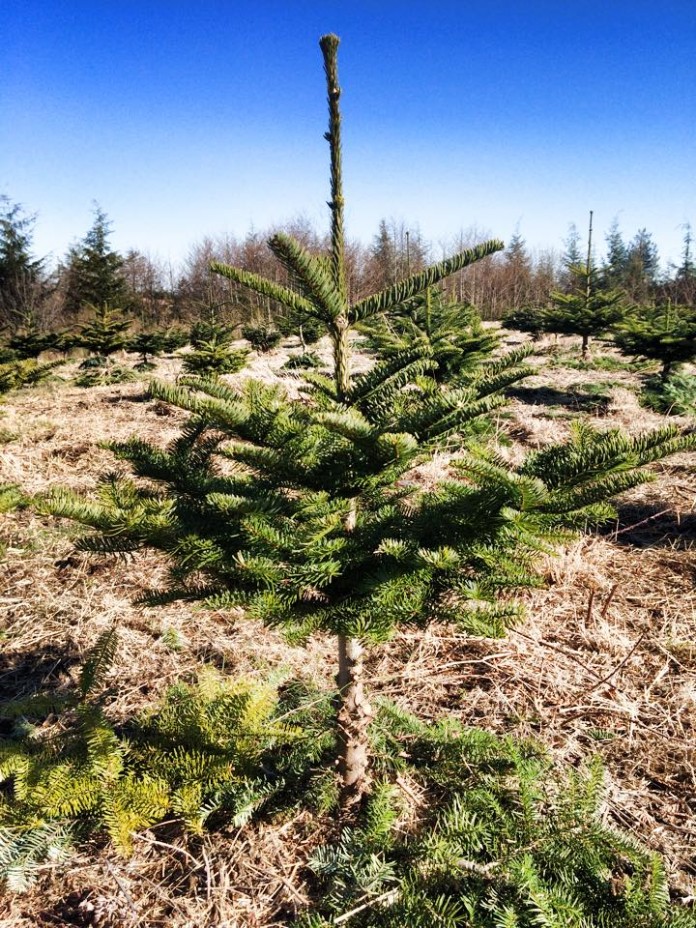 christmas tree farm