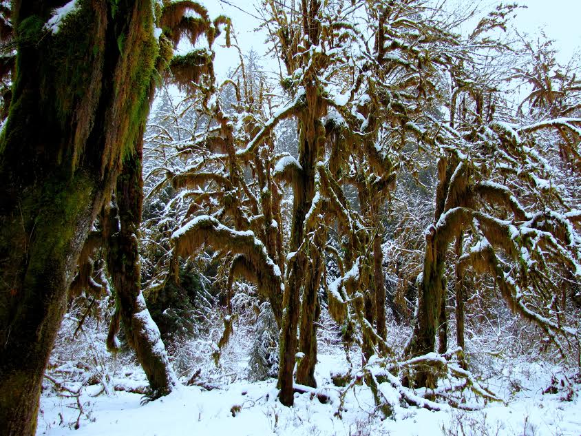 Rainforest winter outlet