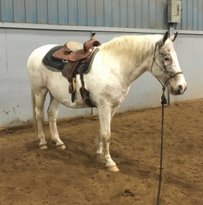 Hope From Horses
