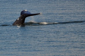 whale watching washington